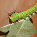 Indian moon moth (Actias selene) caterpillar, 3rd instar