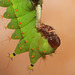 Indian moon moth (Actias selene) larva