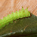 Indian moon moth (Actias selene) larva (4th instar)