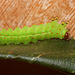 Indian moon moth (Actias selene) caterpillar, 4th instar