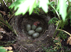 Blackbird eggs with one hatchling