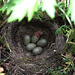 Blackbird eggs with one hatchling