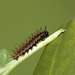 Silver Washed Fritillary (Argynnis paphia) caterpillar, fourth instar