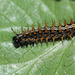Silver Washed Fritillary (Argynnis paphia) caterpillar, fourth instar