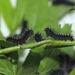 Emperor moth (Saturnia pavonia) caterpillars, second instar