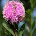 Von Blüten und Bienen... äh... Schwebfliegen (Wilhelma)