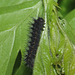 Emperor moth (Saturnia pavonia) caterpillar, second instar
