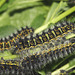 Emperor moth (Saturnia pavonia) caterpillars, fourth instar