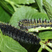 Emperor moth (Saturnia pavonia) caterpillars, fourth and third instar