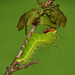 Japanese oak silkmoth (Antheraea yamamai) caterpillar, third instar