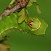 Japanese oak silkmoth (Antheraea yamamai) caterpillar, fourth instar