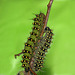 Emperor moth (Saturnia pavonia) caterpillars, fifth instar