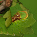 Japanese oak silkmoth (Antheraea yamamai) caterpillar, fourth instar