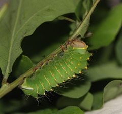 American oak silkmoth (Antheraea polyphemus) caterpillar