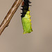 Peacock (Aglais io) butterfly caterpillar pupating