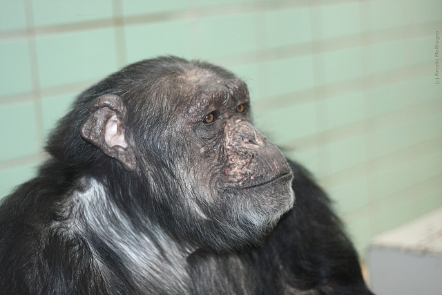 Schimpansin Susi (Wilhelma)