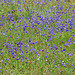 20080928-0228 Utricularia graminifolia Vahl