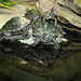 Zwerg-Höckerschildkröten (Wilhelma)