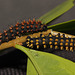 Madagascan Bulls Eye Silkmoth (Antherina suraka) caterpillars, third instar