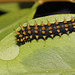 Madagascan Bulls Eye Silkmoth (Antherina suraka) caterpillar, third instar