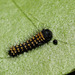 Madagascan Bulls Eye Silkmoth (Antherina suraka) caterpillar, first instar