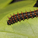 Madagascan Bulls Eye Silkmoth (Antherina suraka) caterpillar, third instar
