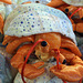 Stuffed Crab in FAO Schwarz, May 2007