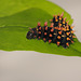 Madagascan Bulls Eye Silkmoth (Antherina suraka) caterpillar, fourth instar