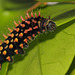 Madagascan Bulls Eye Silkmoth (Antherina suraka) caterpillar, fourth instar