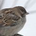 Another cold House Sparrow