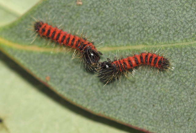 Gonimbrasia krucki caterpillars, first instar