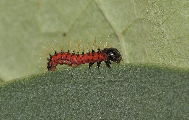 Gonimbrasia krucki caterpillar, first instar