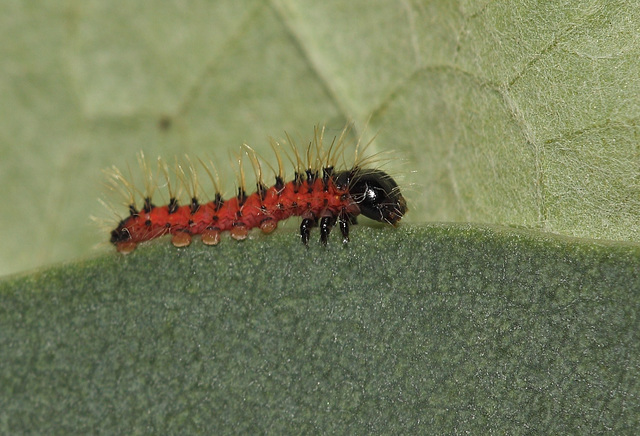 Gonimbrasia krucki caterpillar, first instar