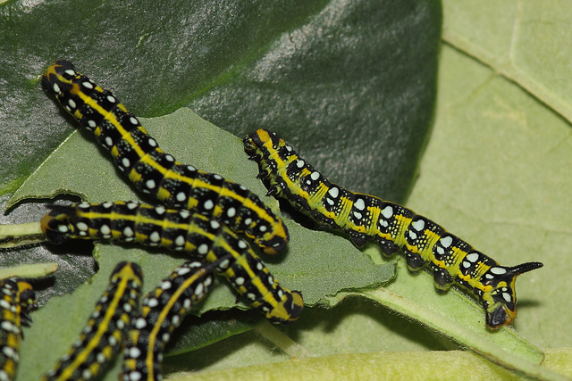 Spurge hawkmoth (Hyles euphorbiae) caterpillars