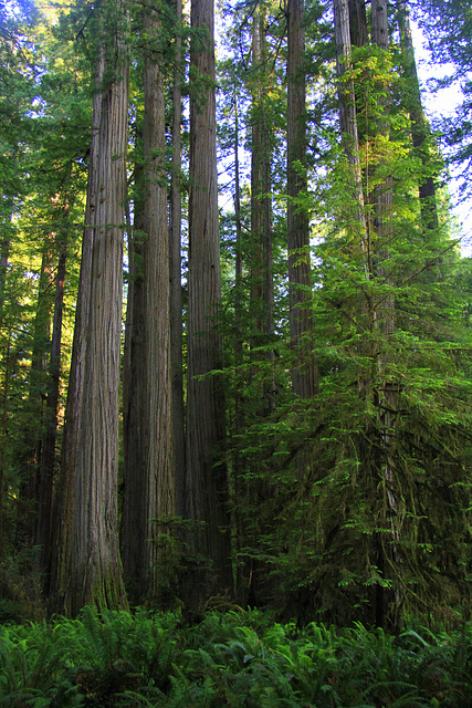 redwoods