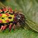 Madagascan Bulls Eye Silkmoth (Antherina suraka) caterpillar, fifth instar