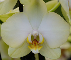 Orchidée particulière
