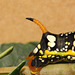 Spurge hawkmoth (Hyles euphorbiae) caterpillar, final instar