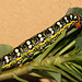 Spurge hawkmoth (Hyles euphorbiae) caterpillar, final instar