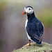 Puffin (Feather detail)