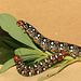 Spurge hawkmoth (Hyles euphorbiae) caterpillars, final instar