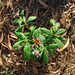 20090129-0024 Rauvolfia serpentina (L.) Benth. ex Kurz