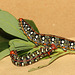 Spurge hawkmoth (Hyles euphorbiae) caterpillars, final instar