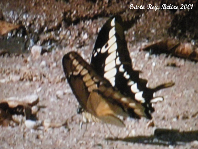 63 Papilio thoas (The King Swallowtail)