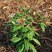 20090129-0031 Rauvolfia serpentina (L.) Benth. ex Kurz