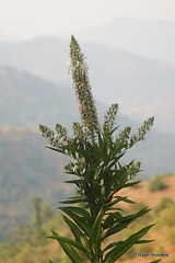 20071212-0071 Lobelia nicotianifolia Roth ex Schult.