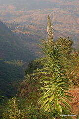 20071212-0091 Lobelia nicotianifolia Roth ex Schult.