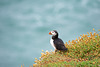 Puffin looking out to sea