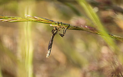 Slender Striped Robberfly Leptogaster cylindrica