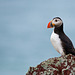 Puffin standing tall